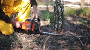 Best Emergency Tree Removal  in Cohasset, MN