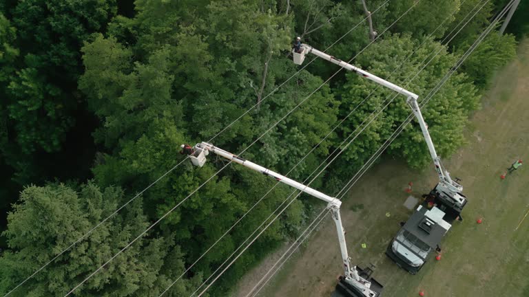 Best Storm Damage Tree Cleanup  in Cohasset, MN