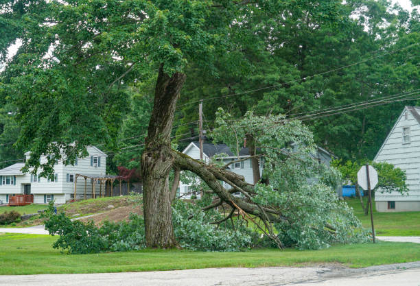 Trusted Cohasset, MN Tree Removal Experts